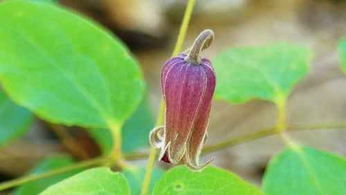 The newly described Pine Mountain leatherflower (Clematis) is one of Georgia's rarest wildflowers. It was found on Pine Mountain, but its exact location on the mountain is being kept secret to protect it. (Charles Seabrook for The Atlanta Journal-Constitution)
