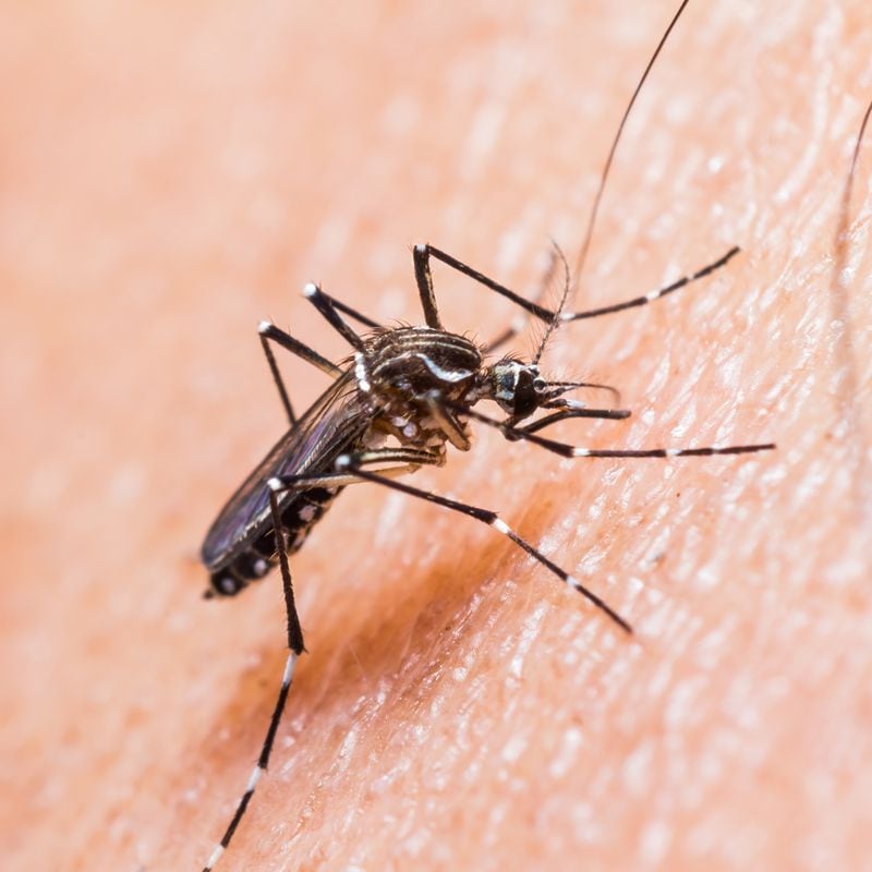 Georgia is home to over 60 species of mosquitoes, including species that are capable of carrying yellow fever, West Nile virus and Zika. FOTOLIA / TNS