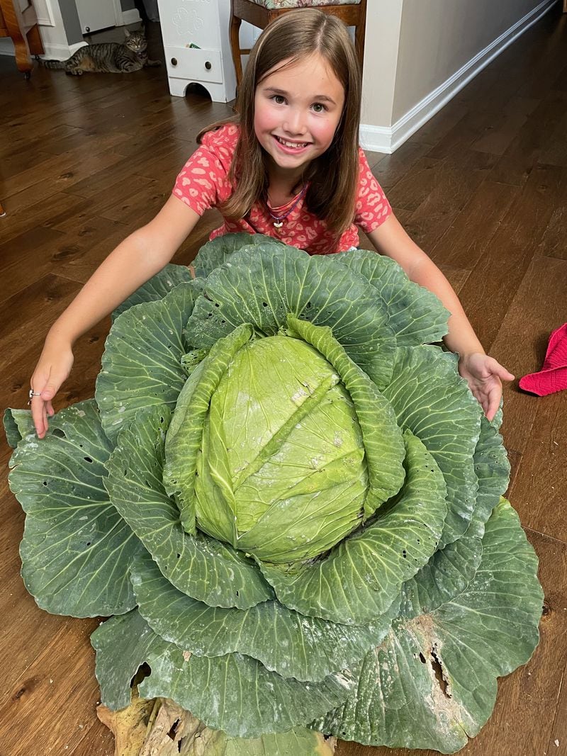 Addy Lefevre planted her cabbage last spring and harvested it this fall. Photo: courtesy Daniel Lefevre
