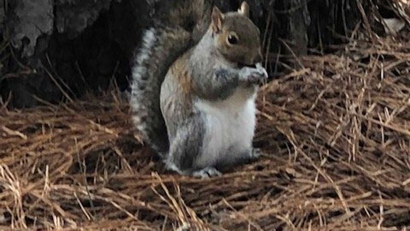 Velma Brown Rice took this photo of a squirrel at Callaway Gardens.