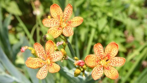 The bright flowers of blackberry lily are followed by pods filled with shiny black seed. PHOTO CREDIT: Walter Reeves