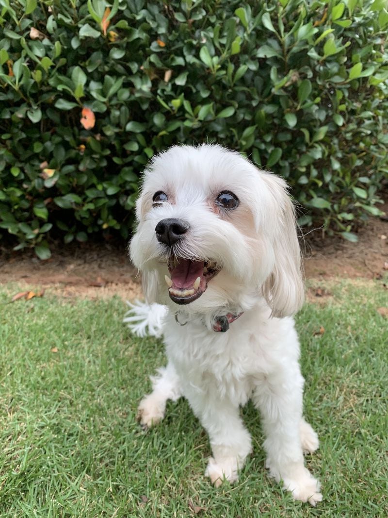 Cali, a 9-year-old rescue Maltipoo, enjoys the Zoom calls, but can sometimes snooze through them, says her owner, Christie Purks of Athens. Courtesy of Pets Together