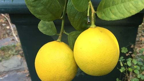 Meyer lemon is easy to care for and produces colorful, edible fruit. PHOTO CREDIT: Walter Reeves