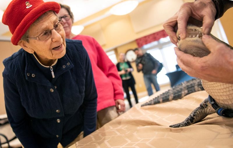 In this Jan. 14, 2019, photo Blanche Hake leans in to examine Wally the alligator's teeth, as owner, Joie Henney, opens his mouth, at the SpiriTrust Lutheran Village assisted-living facility in York, Pa.