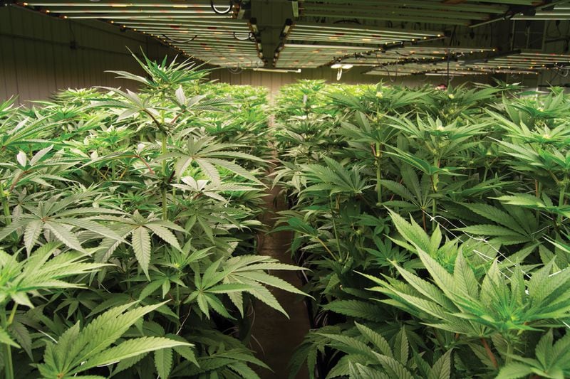 All of the state’s medical marijuana is being grown and processed in South Georgia greenhouses, including this 100,000-square-foot facility that Botanical Sciences operates in Glennville.