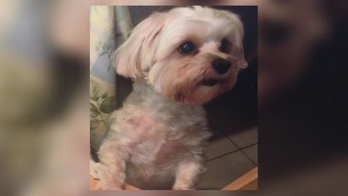 Police are looking for this Maltese mix, named Teddy. (Courtesy Palm Beach Gardens Police)
