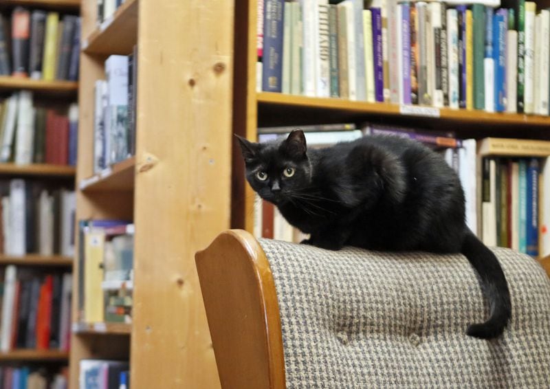 Boo is one of five cats that “run” Atlanta Vintage Books, an independent, neighborhood bookstore with plenty of unusual finds. BOB ANDRES /BANDRES@AJC.COM