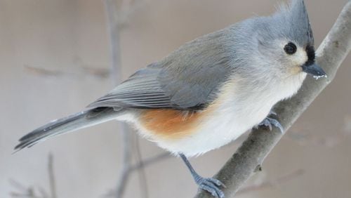 The tufted titmouse (shown here) is a close cousin of the Carolina chickadee. Both are members of the Paridae family of birds. Members of the family are known for their boldness and curiosity. JOCELYN ANDERSON/CREATIVE COMMONS