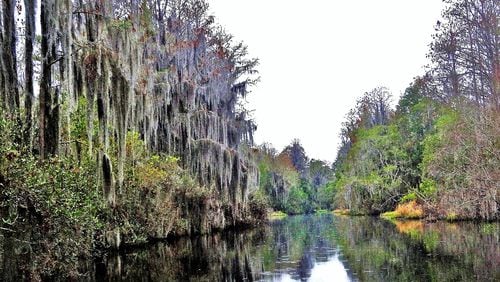 Georgia's world-famous wetland, the Okefenokee Swamp, is shown. (Charles Seabrook for The Atlanta Journal-Constitution)