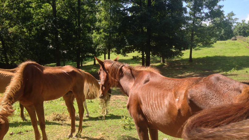 1 donkey dead, 12 animals found starving in Pickens County