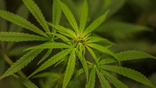 Cannabis plant (stock photo)