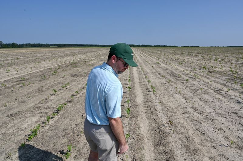 Trey Davis, son of Bart Davis and a Managing Partner of Davis Family Farms, shows one of their cotton fields being damaged by recent hailstorms and high winds, Wednesday, June 28, 2023, in Doerun, GA. Cotton plants on this field were young so had sever damaged. Bart Davis has around 7,500 acres of land across Southwest Georgia in Colquitt, Mitchell, Worth, and Dougherty counties — and every acre of cotton was hit by the storms. Hail the size of golf and tennis balls, some even larger, slammed his crops, Davis said. Damage ranged from moderate to severe, he said. (Hyosub Shin / Hyosub.Shin@ajc.com)