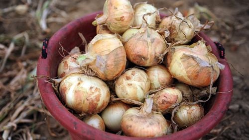 Vidalia onions, being harvested now, are Georgia’s state vegetable and a signature crop.  Boxes can be pourchased at Cool Ray Field Thursday as part of new state-sponsored farmers markets. Bita Honarvar bhonarvar@ajc.com