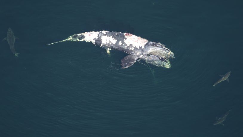 A critically endangered North Atlantic right whale was found dead over the weekend off the coast of South Carolina, more than four months after it had been spotted entangled in fishing gear. (Credit: Clearwater Marine Aquarium Research Institute and U.S. Army Corps of Engineers, taken under NOAA permit 20556-01)