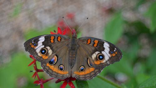 Fluttering butterflies of varied species and sizes will be the star attractions at Smith-Gilbert Gardens new butterfly house this weekend.