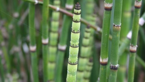 The tip of the bamboo-like horsetail rush stem releases hundreds of thousands of spores. It's another way this plant propagates itself. (Walter Reeves for The Atlanta Journal-Constitution)