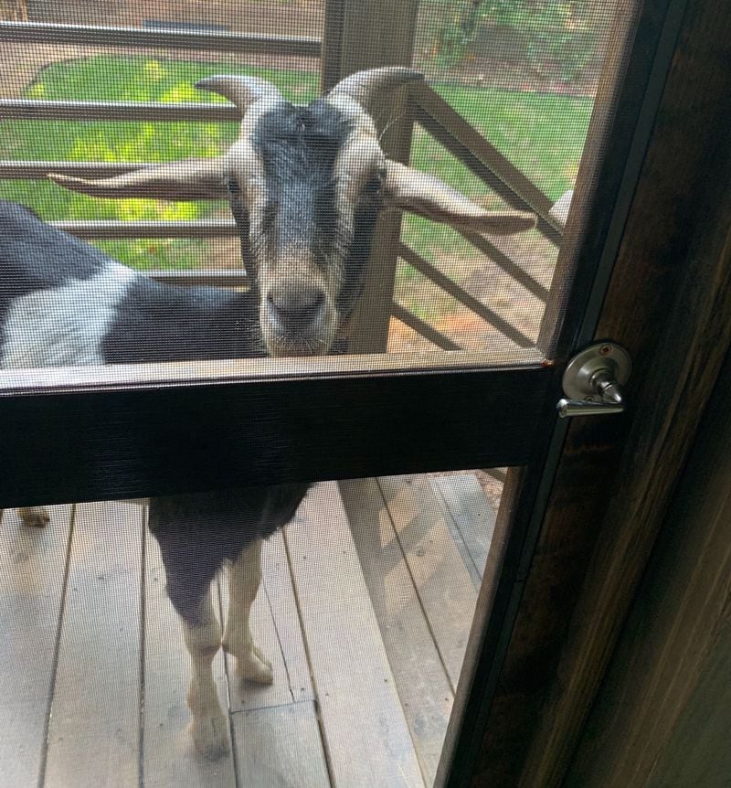 Some of the goats wanted to come inside.