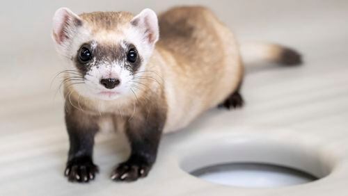 This photo provided by Revive & Restore shows a cloned black-footed ferret named Noreen, Feb. 19, 2024, at the National Black-Footed Ferret Conservation Center in Carr, Colo. Two more black-footed ferrets, Noreen and Antonia, have been cloned from the genes used for the first endangered species clone in the U.S., bringing to three the number of slinky predators genetically identical to a single animal that was frozen back in the 1980s, the U.S. Fish and Wildlife Service announced Wednesday, April 17. (Kika Tuff/Revive & Restore via AP)
