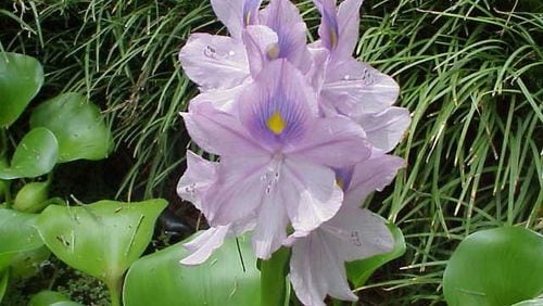 Water hyacinth makes beautiful flowers, but it is hard to justify overwintering the plant when it's so easy to purchase a new one next spring. (Walter Reeves for The Atlanta Journal-Constitution)
