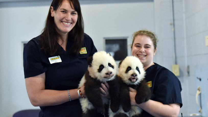 Curator of mammals Stephanie Braccini (left) and Keeper II Jen Andrew hold twin panda cubs Xi Lun (left) and Ya Lun at Zoo Atlanta, as they prepare to weigh the cubs, which happens several times a day. HYOSUB SHIN / HSHIN@AJC.COM