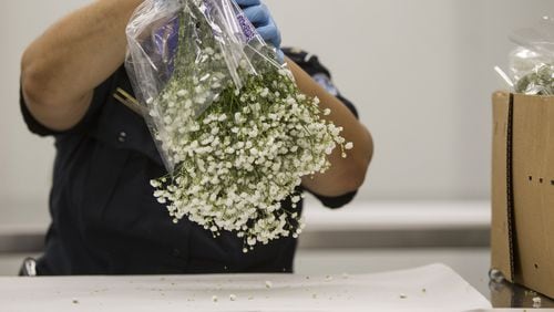 Tosha Powell, a U.S. Customs and Border Protection agricultural inspector, shakes flowers to check for pests during an inspection of flowers from Ecuador at U.S. Customs and Border Protection in Atlanta, Georgia on Monday, February 12, 2018. (REANN HUBER/REANN.HUBER@AJC.COM)