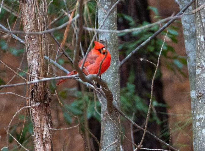 Bird Walk and Wildlife Viewing at Morgan Falls Overlook Park