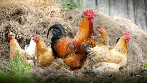 In Alpharetta, chickens are only permitted on property zoned for agriculture.