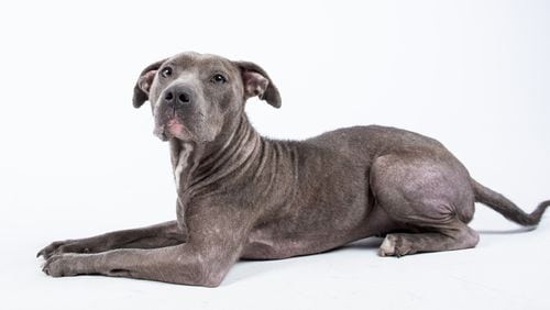 Arwen is up for adoption through LifeLine Animal Project.
