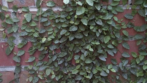 Creeping fig is an attractive wall-covering. WALTER REEVES