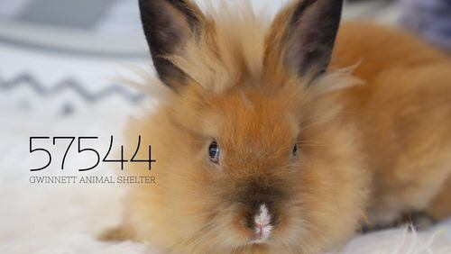 Lionhead is one of two very fuzzy bunnies you can adopt at the Gwinnett Animal Shelter.