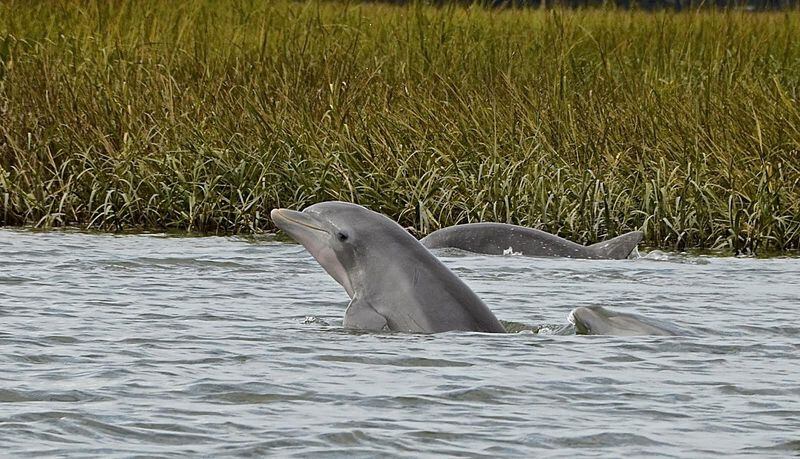 Atlantic bottlenose dolphins spotted at nearby Hilton Head Island.