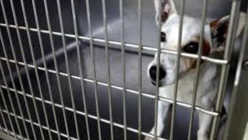 The Gwinnett County Animal Shelter has issued a seven-day quarantine after a Strep Zoo outbreak.