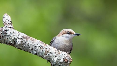 Citizen scientists needed to monitor the brown-headed nuthatch, indentified as a climate-endagered bird by the National Audubon Society. CONTRIBUTED