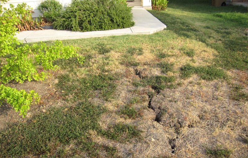 The extended heat and the drought have caused lawns to crack open. Can this garden terror be stopped?