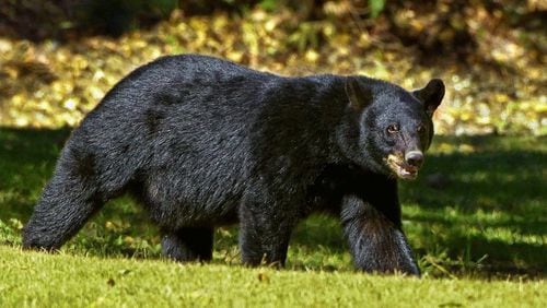 A black bear was killed when it was hit by five vehicles on I-75 in southwest Florida early Thursday.