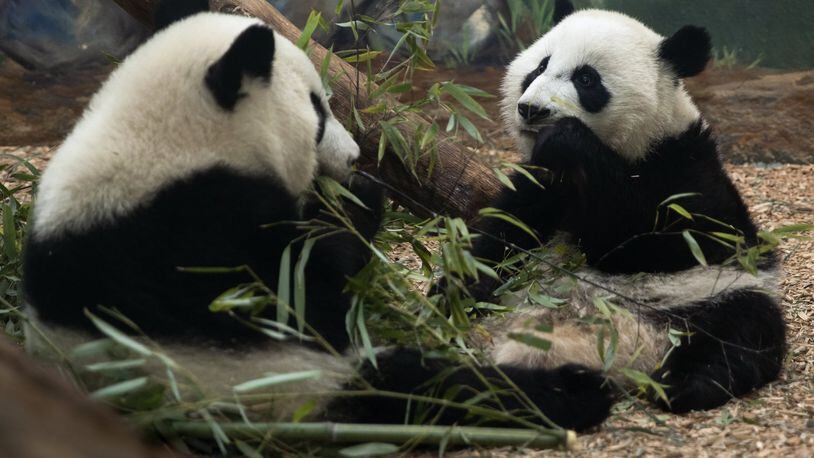 Ya Lun and Xi Lun are likely what most of metro Atlanta’s humans will look like in their homes Tuesday, considering so much will be closed due to a threat of winter weather.