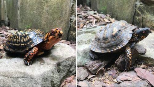 This past weekend five box turtles were stolen out of their enclosure at the Autry Mill Nature Preserve. Anyone with information can contact the nature preserve at 678-366-3511 or Johns Creek Police Investigator R. Bucki at 678-474-1579 or rbucki@johnscreekga.gov. (Courtesy Autry Mill Nature Preserve)