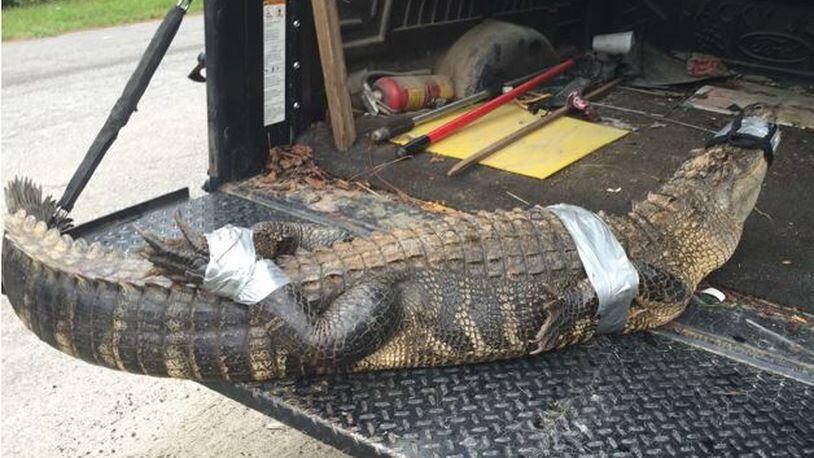 A Banks County Code Enforcement officer caught an alligator Tuesday evening. (Credit: Banks County Sheriff’s Office)