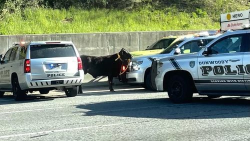 The cow got loose after falling out of a livestock trailer Saturday morning in the westbound lanes of I-285.