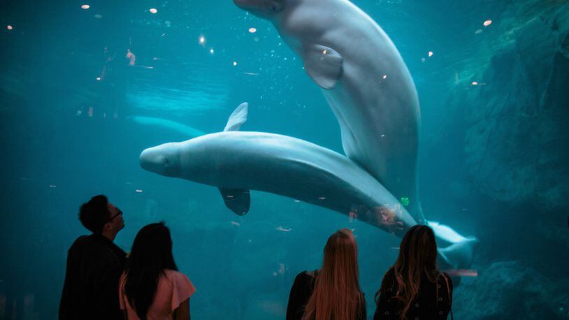People check out the beluga whale exhibit at the Georgia Aquarium in Atlanta. The popular tourist attraction is part of another aquarium’s proposal to import five captive-bred belugas for research purposes, though the whales would also be put on public display. STEVE SCHAEFER / SPECIAL TO THE AJC