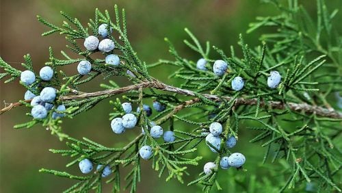 Berries (actually seed cones) on a female Eastern red cedar tree. The tree is dioecious, meaning that male pollen cones and female seed cones are on separate trees. The seed-containing berries are an important fall food source for birds. 
Courtesy of Sheila Brown / CC0 Public Domain