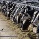 FILE - Dairy cattle feed at a farm on March 31, 2017, near Vado, N.M. The U.S. Department of Agriculture said that milk from dairy cows in several states has tested positive for bird flu. (AP Photo/Rodrigo Abd, File)