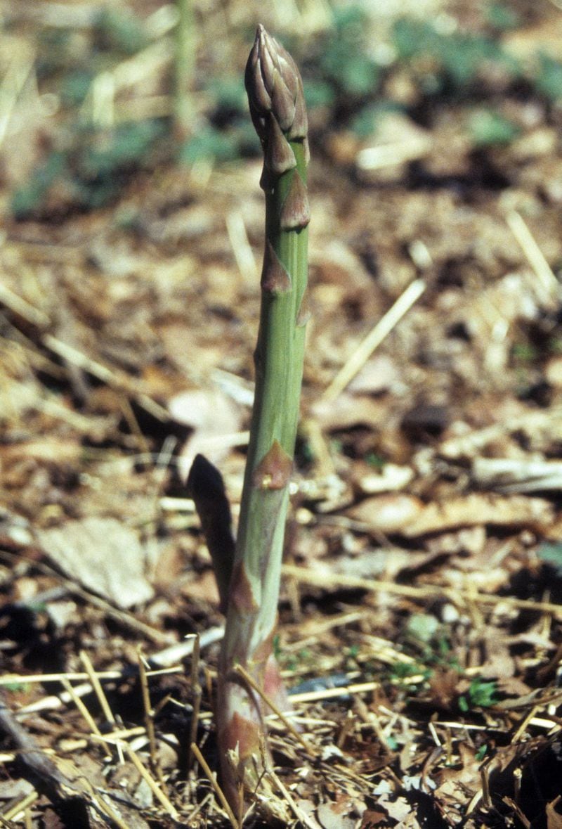 Asparagus can produce delicious spears for years in your garden. CONTRIBUTED BY WALTER REEVES
