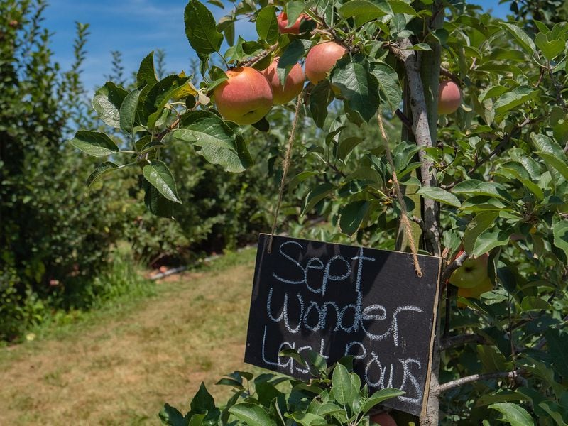 When Mercier Orchards is able to offer you-pick, visitors take a wagon ride into the field, where they find clearly marked rows of apples ready for picking, like these September Wonders. Courtesy of Mercier Orchards