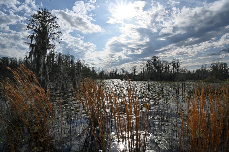 A flooded prairie in the Okefenokee Swamp teems with waterlilies, neverwet, pipewort, ferns, maidencane, and a variety of other sedges and grasses. Staff photo by Hyosub Shin / Hyosub.Shin@ajc.com