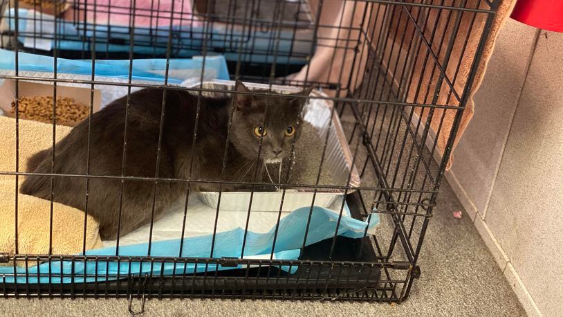 A cat rescued from a Sandy Springs condo. Sandy Springs Police found 59 cats living in unsanitary conditions in a local condo Wednesday. Many were sick and another 15 were discovered dead in the owners' freezer. Courtesy LifeLine Animal Project