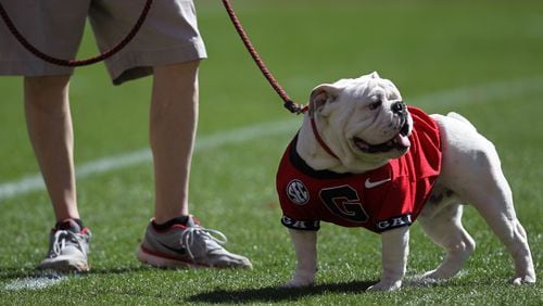 Georgia's mascot, Uga X, is college football's top dog.