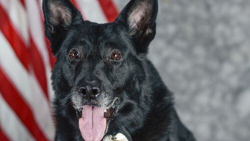 With "the heaviest of hearts," Kennesaw Police had their Officer K9 Turbo put down on June 17 due to loss of use of his painful legs. (Courtesy of Kennesaw)