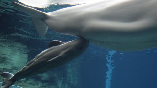 The new beluga calf at the Georgia Aquarium nurses at its mother's breast.