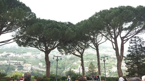 Statuesque umbrella pines are common in Italy. WALTER REEVES